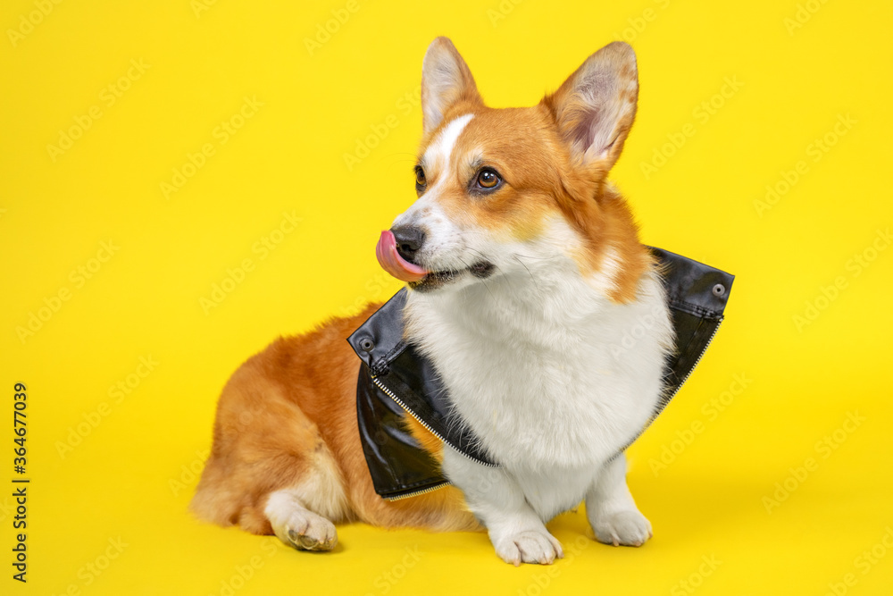 Cute welsh corgi pembroke or cardigan dog in cool rocker leather jacket sits on yellow background and playfully shows tongue, licks lips and nose, copy space.