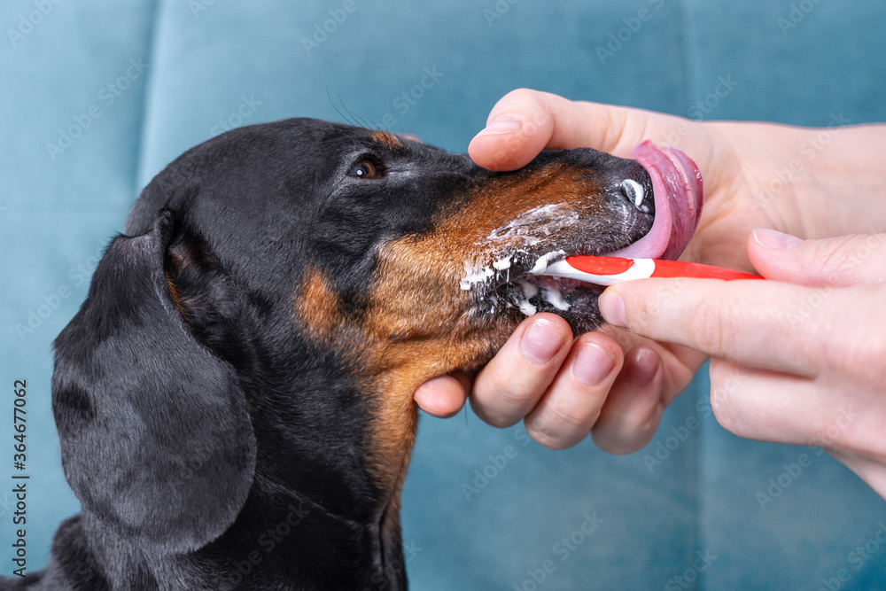 Owner or veterinarian holds dogs face with hand and brushes side teeth behind cheek with special toothbrush and toothpaste for pets, regular oral hygiene at home or in professional veterinary clinic.