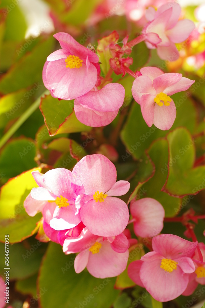 ピンク色のベゴニアの花 ピンク色のベゴニアの花