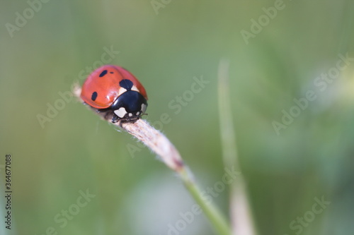 ladybug on the tip of grass