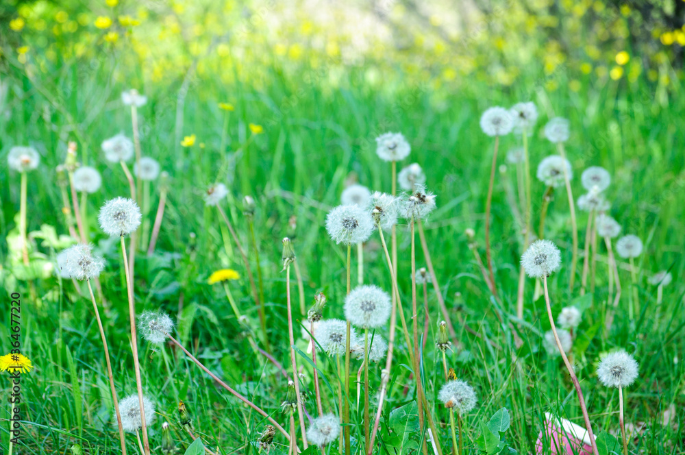  beautiful white dandelions on a green meadow in summer  illuminated by sunlight
