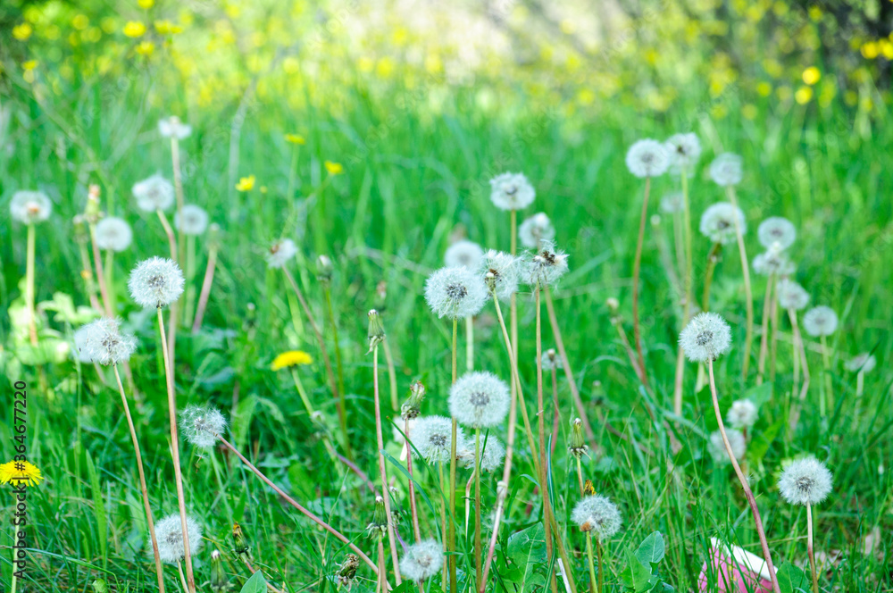 Fototapeta premium beautiful white dandelions on a green meadow in summer illuminated by sunlight