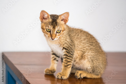 Tiny orange kitten on a table