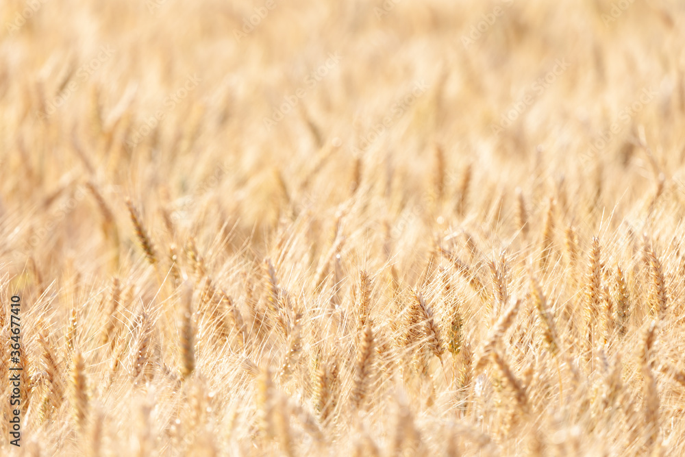 It's harvesting time! This barley is ripe and ready to be harvested. Glowing golden with the sun illuminating the ears. It's harvesting time! This barley is ripe and ready to be harvested. Glowing golden with the sun illuminating the ears.