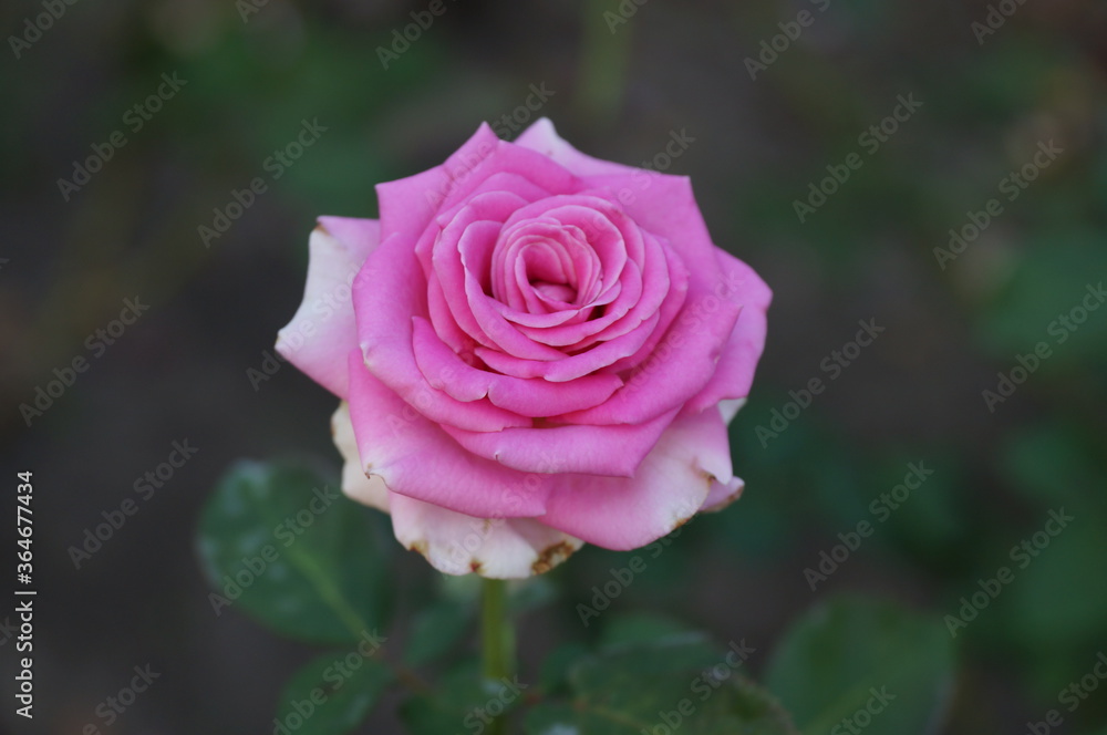 pink rose in garden