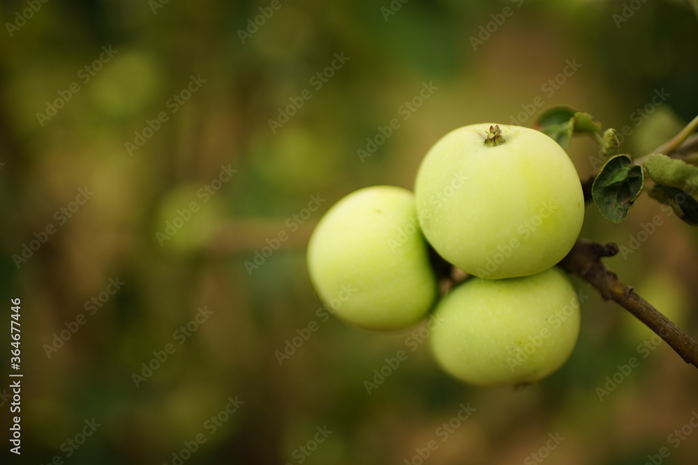Three ripe green apples closeup on a branch in the garden.
