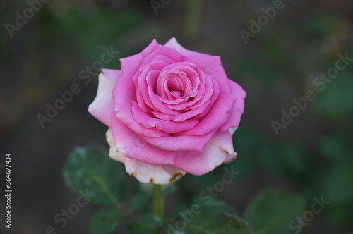 pink rose in garden