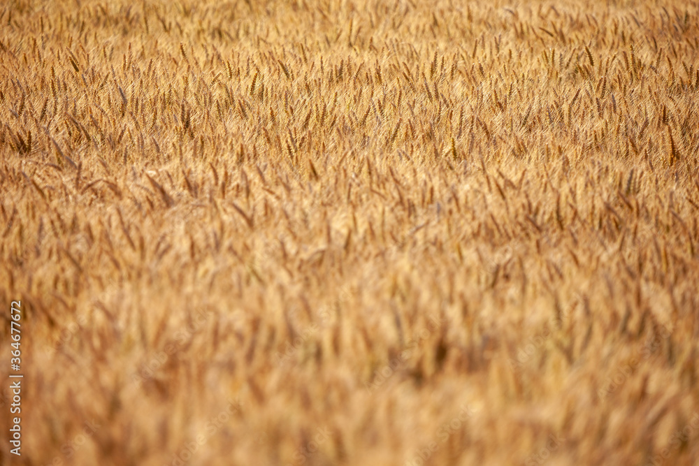 It's harvesting time! This barley is ripe and ready to be harvested. Glowing golden with the sun illuminating the ears. It's harvesting time! This barley is ripe and ready to be harvested. Glowing golden with the sun illuminating the ears.