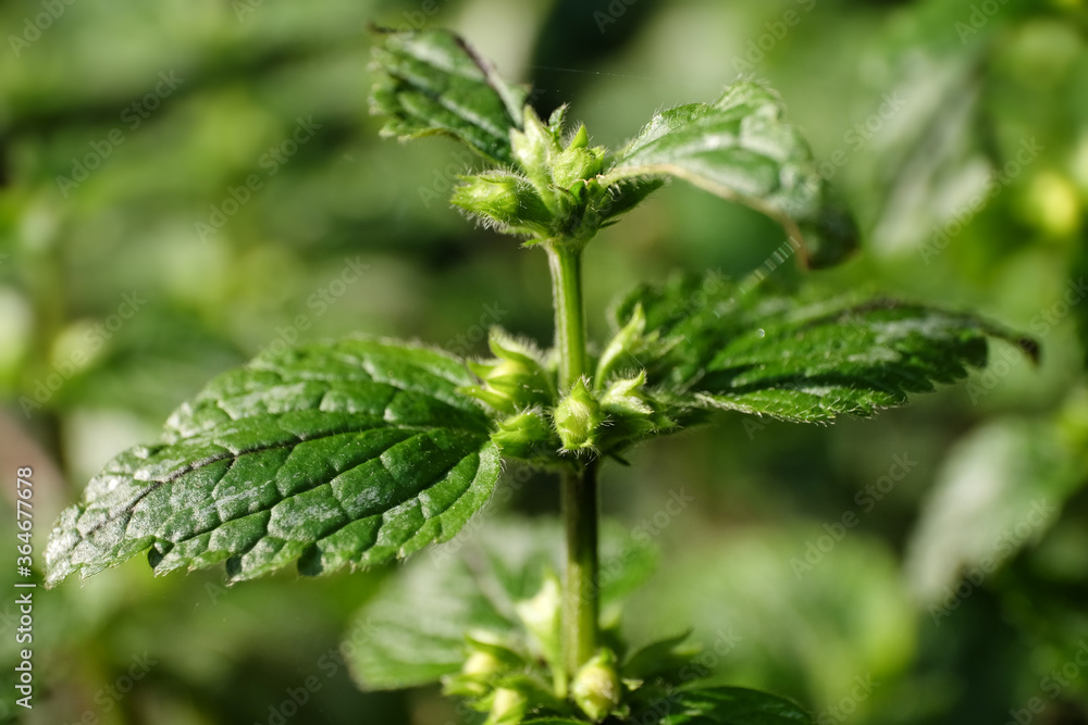 Close up of leaves of Yellow Lamium or dead-nettles in a garden. The fine outgrowths or hairs, fine outgrowths on the leaves and buds are clearly visible
