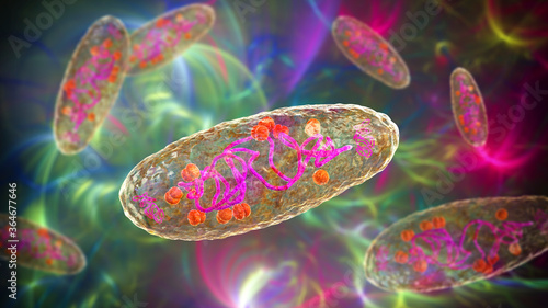 Canvas Print Plague bacterium Yersinia pestis