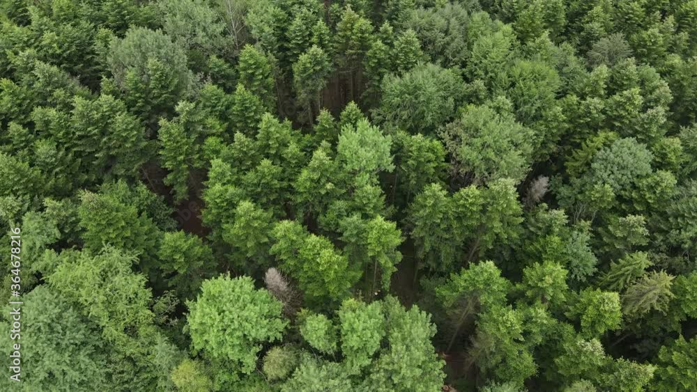 Flying over curvy terrain and tops of coniferous trees in wild nature forest on overcast weather. Tree peaks stand out, pristine and untouched natural reserve Flying over curvy terrain and tops of coniferous trees in wild nature forest on overcast weather. Tree peaks stand out, pristine and untouched natural reserve