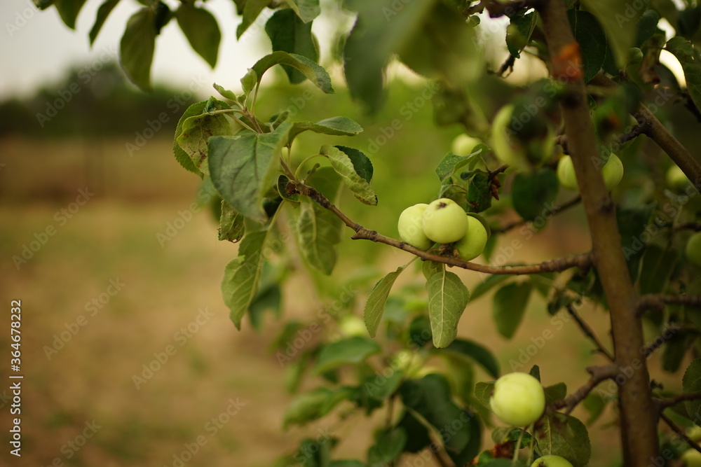 Apple tree with green apples on a branches in the garden