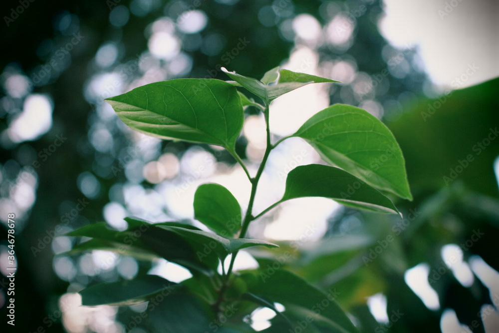 green leaves on a tree green leaves on a tree