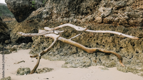 Photo of  tree trunks on the beach