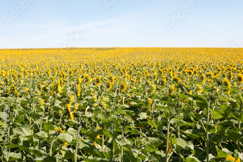 Champ de tournesol ensoleillé dans la région du Loiret en France