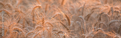 épi de blé au couché du soleil dans le Loiret en France 