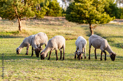 A herd of young trimmed sheep lambs graze in the meadow on a sunny evening. Against the background of grass and trees. Horizontal orientation. 