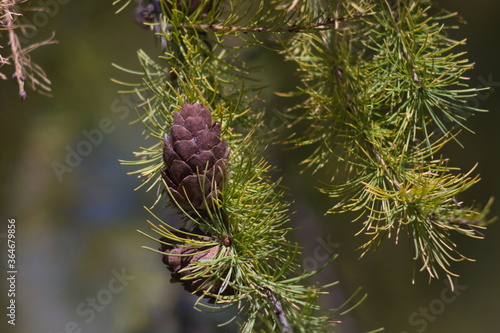 close up of a larch cone