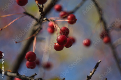 red wild apples on a branch