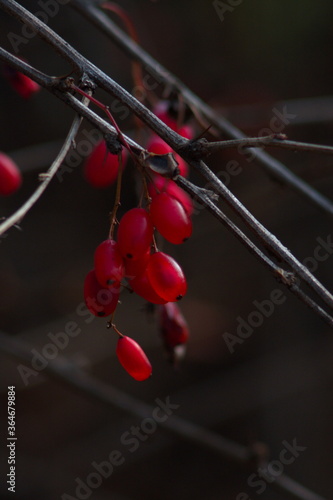 red berries of barberry on a branch