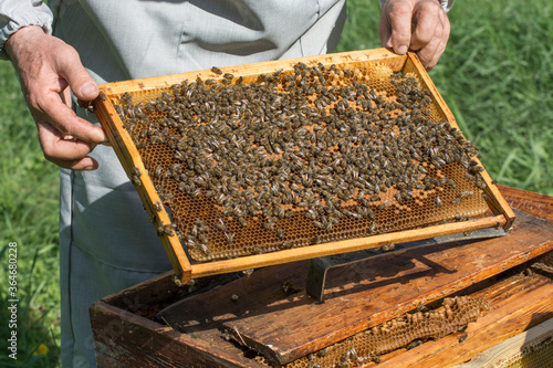 The beekeeper holds in his hands a honey frame covered with bees. Bee care in the apiary.