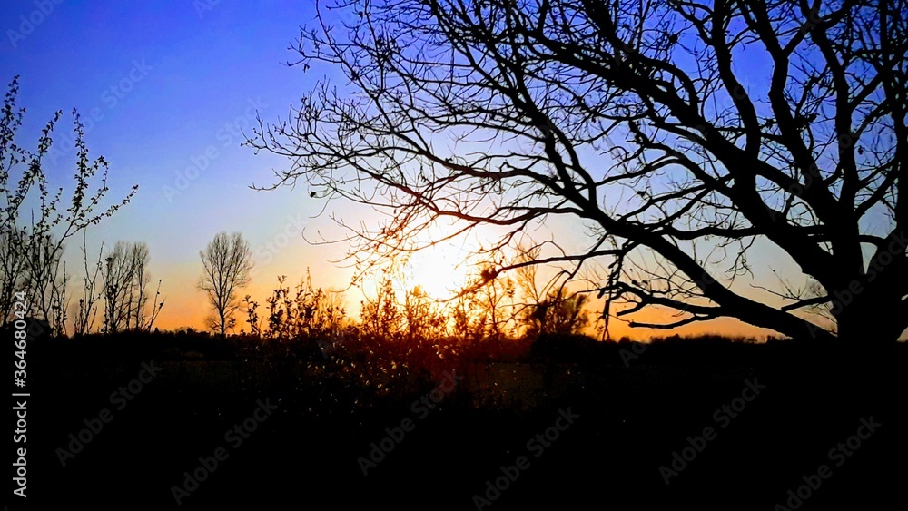 sunset in the forest sunset in the forest