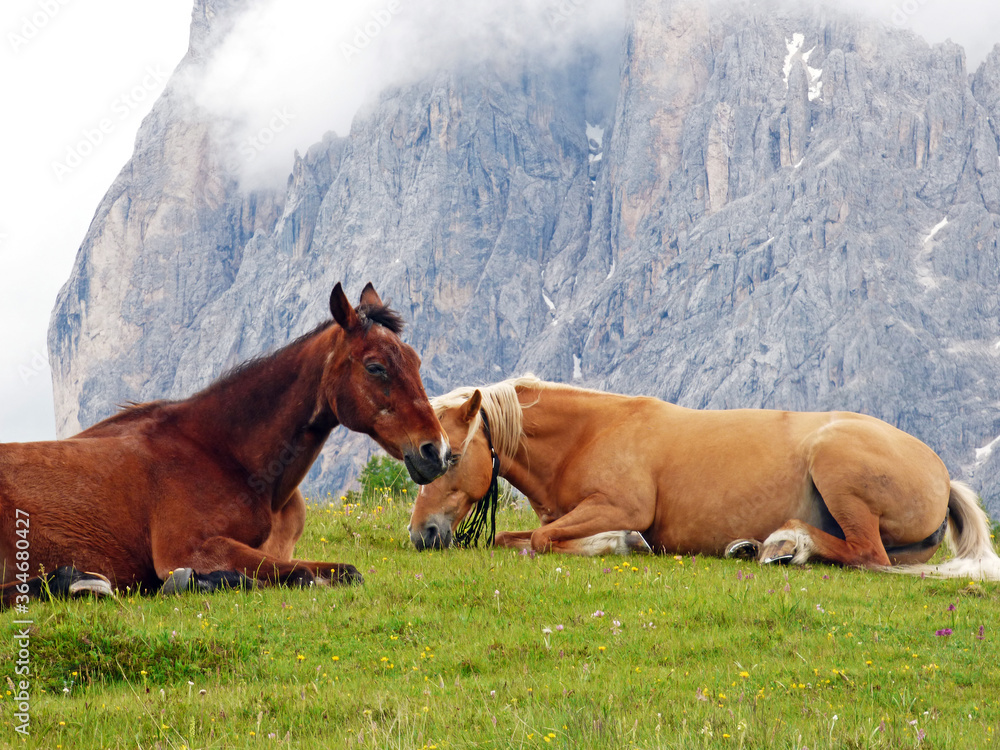 Italy, Dolomites, Ortisei, Susi Alps, grazing horses