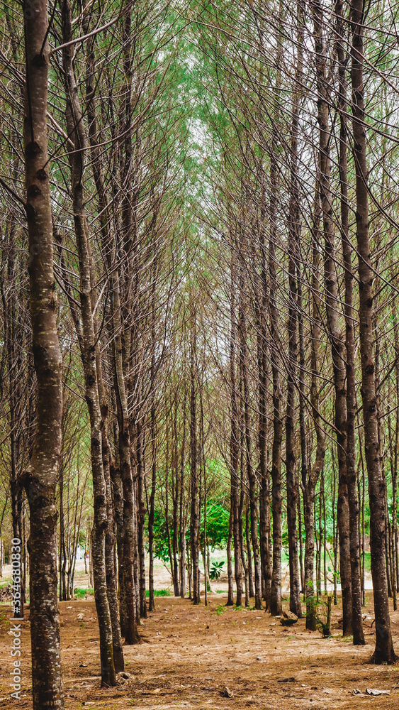 Fototapeta premium Photo of Pine forests