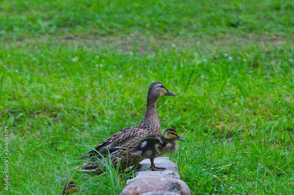 Fototapeta premium duckling with his mother duck on the stone among green grass