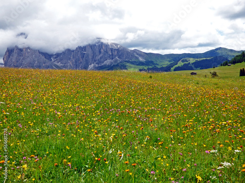 Ortisei, panorama of the Alpe di Susi valley, a sky full of white clouds contrasts the scene enriched by the green of the trees and pastures full of yellow flowers