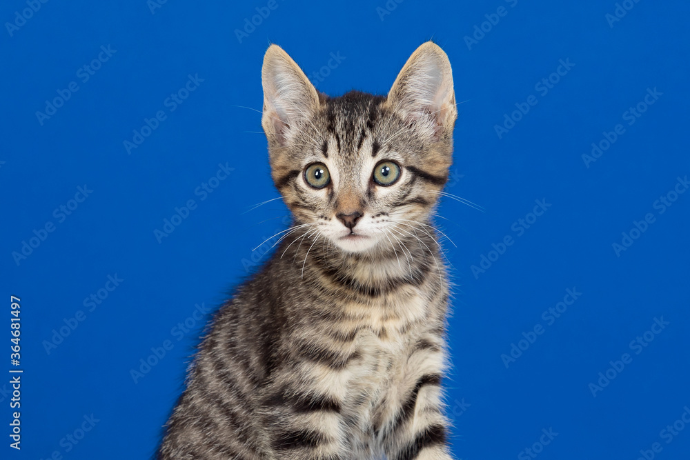 Obraz premium Beautiful grey kitten