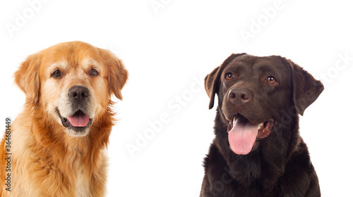 Fototapeta Naklejka Na Ścianę i Meble -  Two different dogs