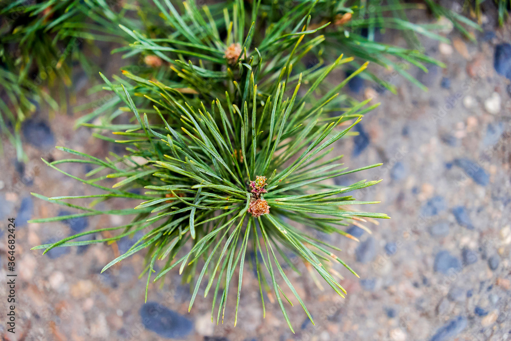 pine, pine forest, lat. Pínus, pine forest, branch, tree, against the sky, beautiful picture, conifers pine, pine forest, lat. Pínus, pine forest, branch, tree, against the sky, beautiful picture, conifers