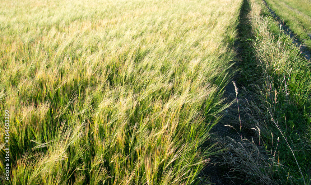 A Throng of Wheat Sheaf