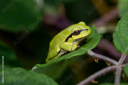 an European tree frog is resting on a leaf