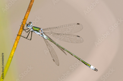 фотографія Scarce Emerald Damselfly Holding onto Reed