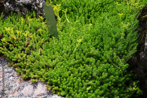 green stonecrop six-row in the summer garden