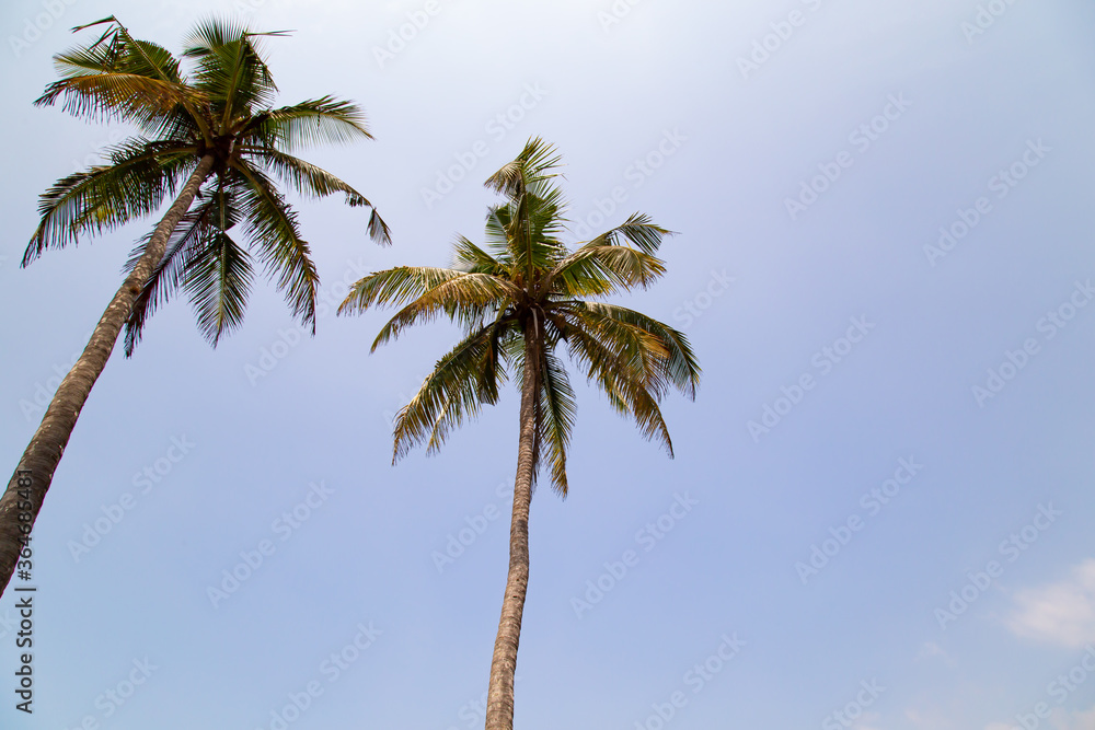 palm trees against blue sky palm trees against blue sky