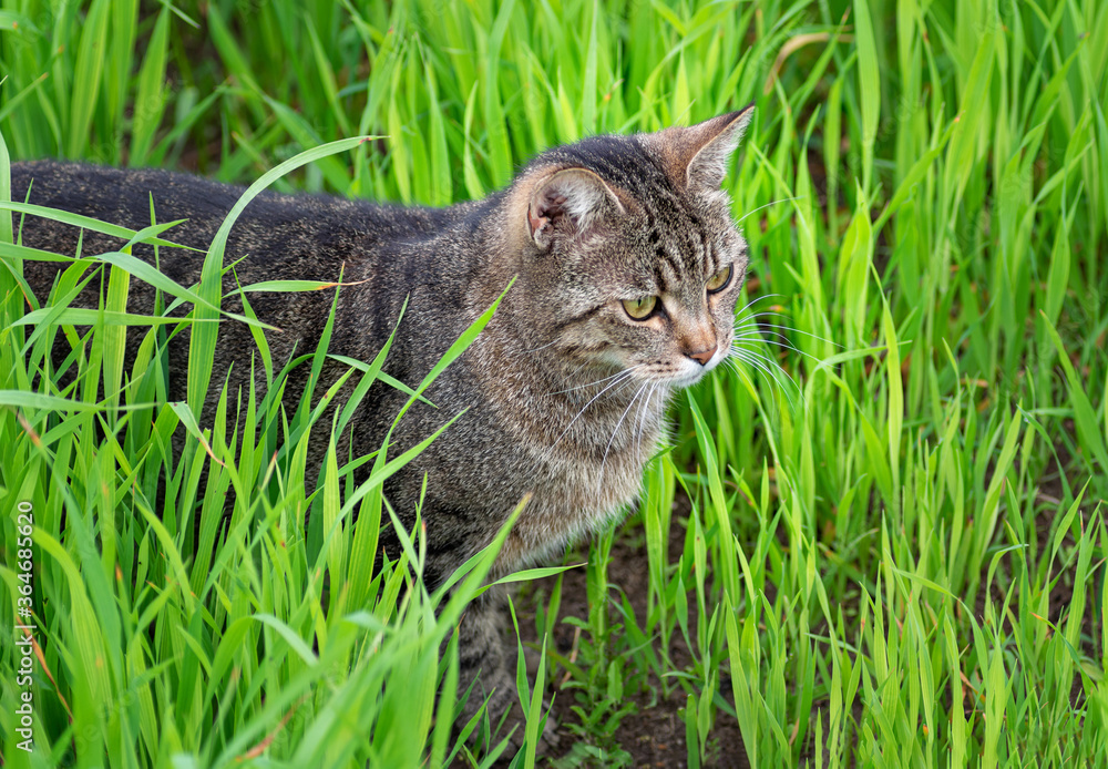 Young tabby cat on green grass. Animal life on a natural green background. Close-up.