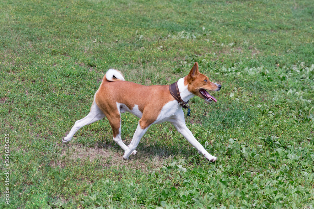 Cute basenji puppy is running on a green grass in the summer park. Pet animals.