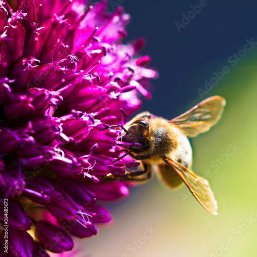 Kugellauch Allium sphaerocephalon mit einer Biene © Michael