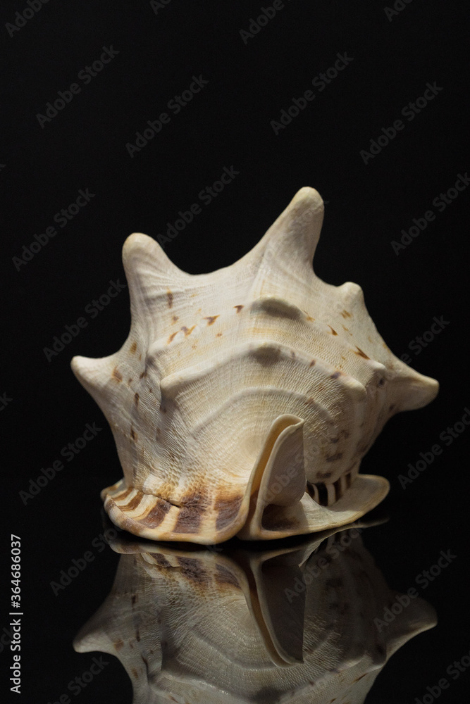 big shell conch on black background big shell conch on black background