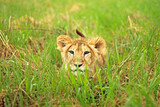  A lion cub stalks in the grass