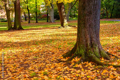 Autumnal Colorful Scenery . Park with Yellow Leaves on the Ground 