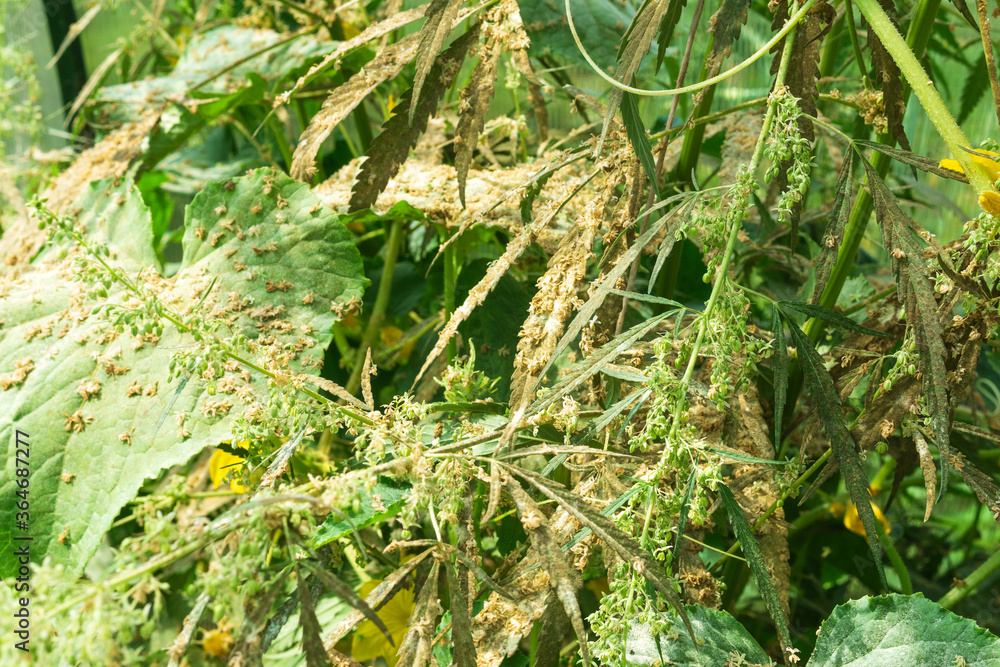 hemp plants in the fields before harvesting, picking a seed, close up. selective focus hemp plants in the fields before harvesting, picking a seed, close up. selective focus