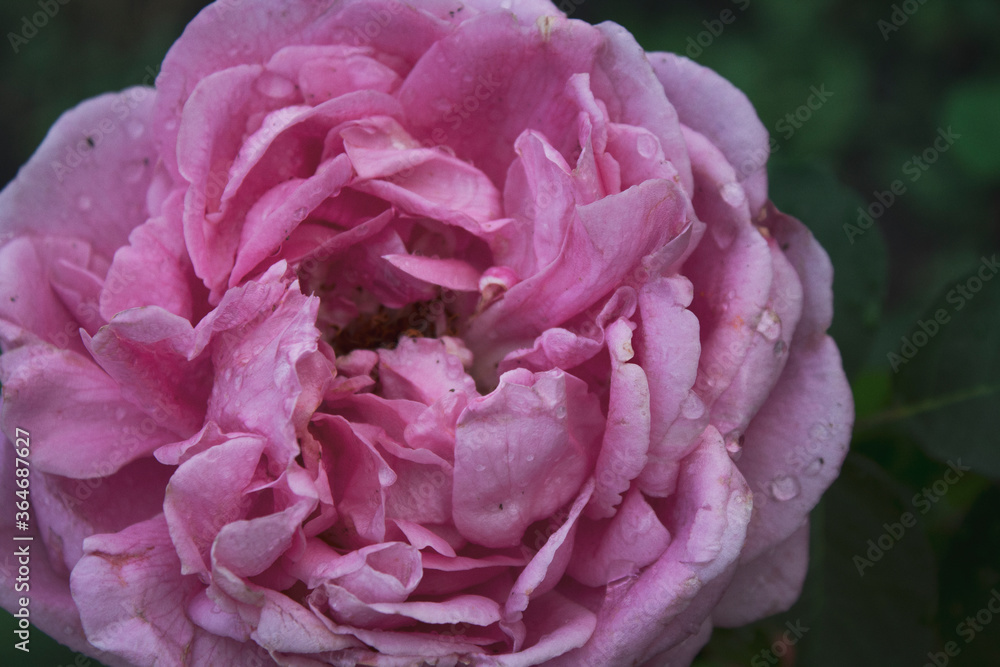 Rose. Floral background. Rose after rain. Pink rose. Rose. Floral background. Rose after rain. Pink rose.