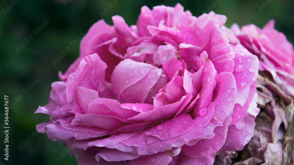Pink rose. Floral background. Rose after rain. Rose.