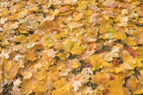 Colorful backround image of fallen autumn leaves perfect for seasonal use. autumn orange leaves.Golden season, sunny weather