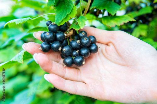 Ripe black currant berries on a branch with green leaves.