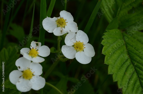 Macro Photo Nature White Flowers Blooming Strawberry Bush. Background Beautiful blooming bush of white strawberry flowers. photo